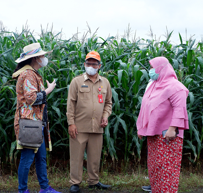 Diversifikasi Pangan